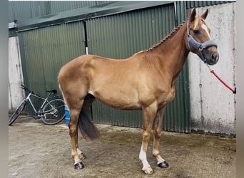 Cavallo sportivo irlandese, Castrone, 5 Anni, 153 cm, Sauro scuro