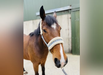 Cavallo sportivo irlandese, Castrone, 5 Anni, 155 cm, Baio ciliegia