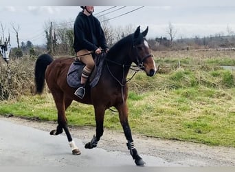 Cavallo sportivo irlandese, Castrone, 5 Anni, 155 cm, Baio ciliegia