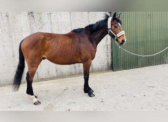 Cavallo sportivo irlandese, Castrone, 5 Anni, 155 cm, Baio ciliegia