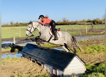 Cavallo sportivo irlandese, Castrone, 5 Anni, 158 cm, Grigio pezzato