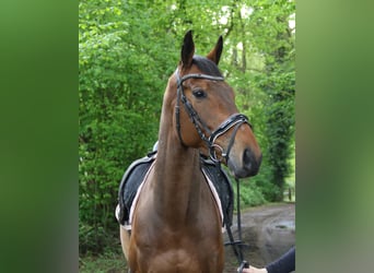 Cavallo sportivo irlandese, Castrone, 5 Anni, 160 cm, Baio