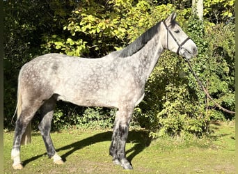 Cavallo sportivo irlandese, Castrone, 5 Anni, 160 cm, Grigio