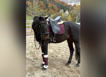 Cavallo sportivo irlandese, Castrone, 5 Anni, 160 cm, Morello