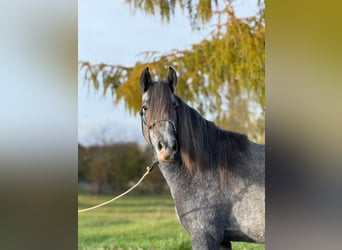 Cavallo sportivo irlandese Mix, Castrone, 5 Anni, 160 cm, Può diventare grigio
