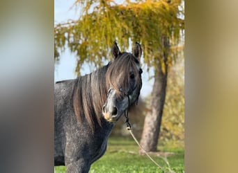 Cavallo sportivo irlandese Mix, Castrone, 5 Anni, 160 cm, Può diventare grigio