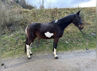 Cavallo sportivo irlandese Mix, Castrone, 5 Anni, 161 cm, Pezzato