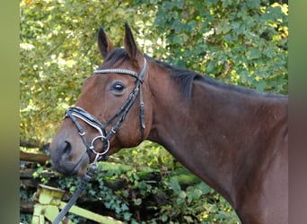 Cavallo sportivo irlandese, Castrone, 5 Anni, 162 cm, Baio