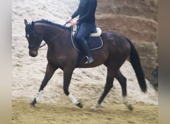 Cavallo sportivo irlandese Mix, Castrone, 5 Anni, 162 cm, Baio