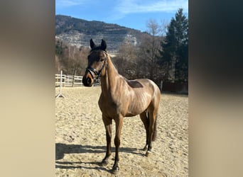 Cavallo sportivo irlandese, Castrone, 5 Anni, 162 cm, Baio scuro