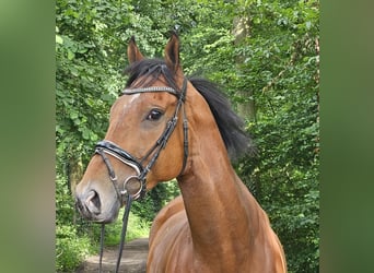 Cavallo sportivo irlandese, Castrone, 5 Anni, 165 cm, Baio