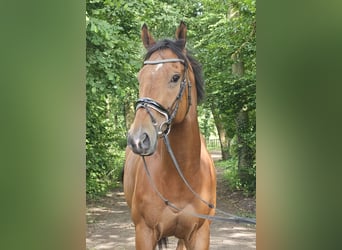 Cavallo sportivo irlandese, Castrone, 5 Anni, 165 cm, Baio
