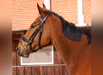 Cavallo sportivo irlandese, Castrone, 5 Anni, 165 cm, Baio