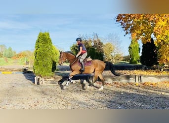 Cavallo sportivo irlandese, Castrone, 5 Anni, 165 cm, Baio ciliegia