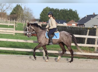 Cavallo sportivo irlandese, Castrone, 5 Anni, 165 cm, Leardo