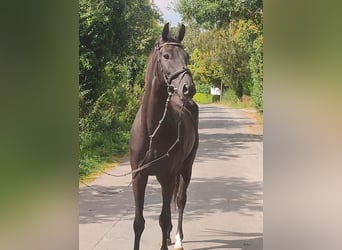 Cavallo sportivo irlandese, Castrone, 5 Anni, 166 cm, Morello
