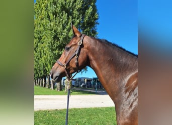 Cavallo sportivo irlandese, Castrone, 5 Anni, 167 cm, Baio