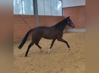 Cavallo sportivo irlandese, Castrone, 5 Anni, 168 cm, Baio