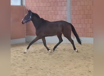 Cavallo sportivo irlandese, Castrone, 5 Anni, 168 cm, Baio