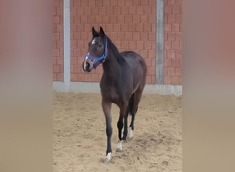 Cavallo sportivo irlandese, Castrone, 5 Anni, 168 cm, Baio