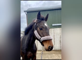 Cavallo sportivo irlandese, Castrone, 5 Anni, 168 cm, Baio