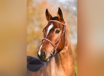 Cavallo sportivo irlandese, Castrone, 5 Anni, 168 cm, Baio