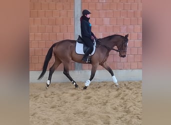 Cavallo sportivo irlandese, Castrone, 5 Anni, 168 cm, Baio