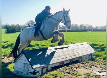Cavallo sportivo irlandese, Castrone, 5 Anni, 168 cm, Falbo