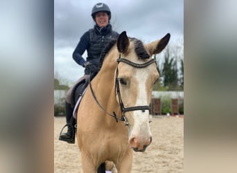 Cavallo sportivo irlandese, Castrone, 5 Anni, 168 cm, Falbo
