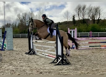 Cavallo sportivo irlandese, Castrone, 5 Anni, 168 cm, Falbo
