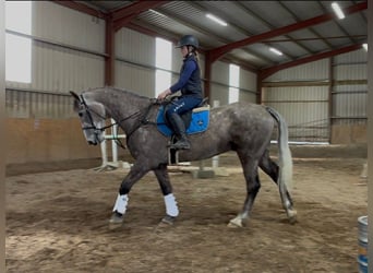 Cavallo sportivo irlandese, Castrone, 5 Anni, 168 cm, Grigio pezzato