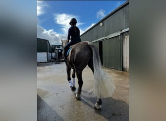 Cavallo sportivo irlandese, Castrone, 5 Anni, 168 cm, Grigio pezzato