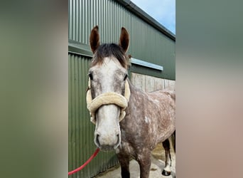 Cavallo sportivo irlandese, Castrone, 5 Anni, 168 cm, Grigio pezzato