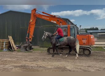 Cavallo sportivo irlandese, Castrone, 5 Anni, 168 cm, Grigio pezzato