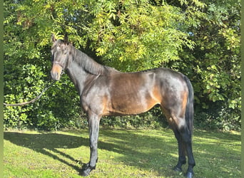Cavallo sportivo irlandese, Castrone, 5 Anni, 170 cm, Baio
