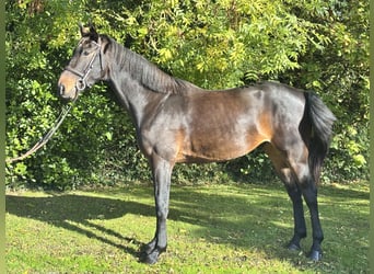 Cavallo sportivo irlandese, Castrone, 5 Anni, 170 cm, Baio
