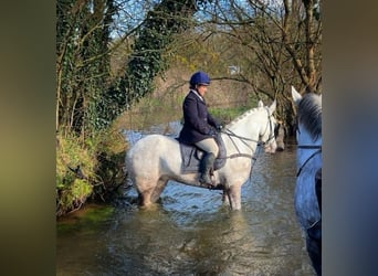 Cavallo sportivo irlandese, Castrone, 5 Anni, 170 cm, Grigio