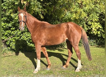 Cavallo sportivo irlandese, Castrone, 5 Anni, 173 cm, Sauro