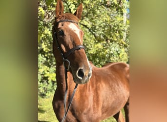 Cavallo sportivo irlandese, Castrone, 5 Anni, 173 cm, Sauro
