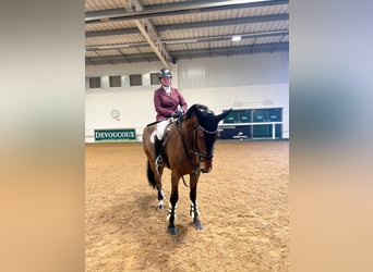 Cavallo sportivo irlandese, Castrone, 5 Anni, 178 cm, Baio ciliegia