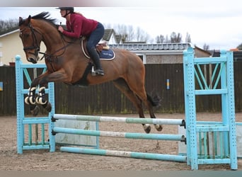 Cavallo sportivo irlandese, Castrone, 5 Anni, 178 cm, Baio ciliegia