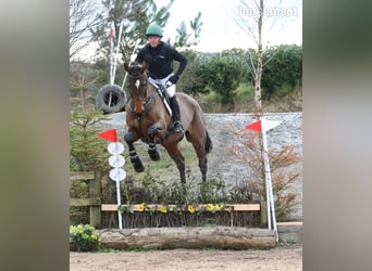 Cavallo sportivo irlandese, Castrone, 5 Anni, Baio ciliegia