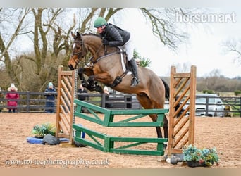Cavallo sportivo irlandese, Castrone, 5 Anni, Baio ciliegia