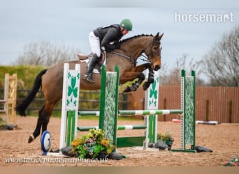 Cavallo sportivo irlandese, Castrone, 5 Anni, Baio ciliegia