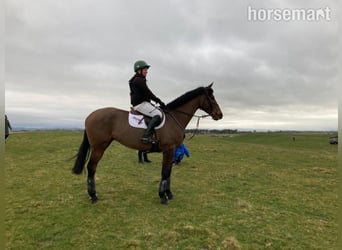 Cavallo sportivo irlandese, Castrone, 5 Anni, Baio ciliegia