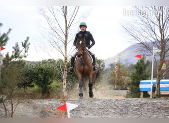 Cavallo sportivo irlandese, Castrone, 5 Anni, Baio ciliegia