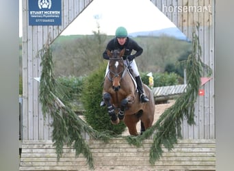 Cavallo sportivo irlandese, Castrone, 5 Anni, Baio ciliegia