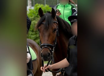 Cavallo sportivo irlandese, Castrone, 6 Anni, 144 cm, Pezzato