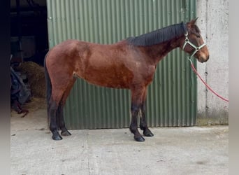 Cavallo sportivo irlandese, Castrone, 6 Anni, 153 cm, Baio ciliegia