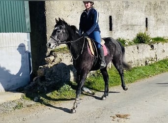 Cavallo sportivo irlandese, Castrone, 6 Anni, 158 cm, Leardo